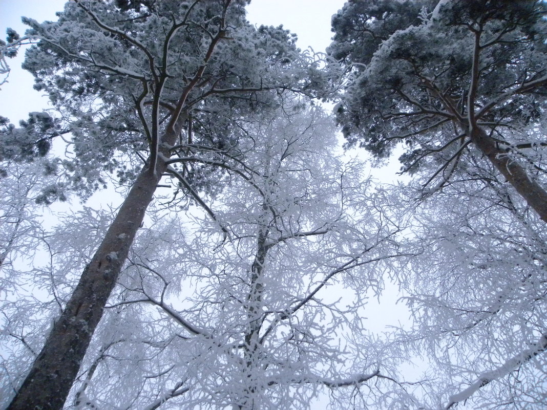 зимний лес - юрий толоконников