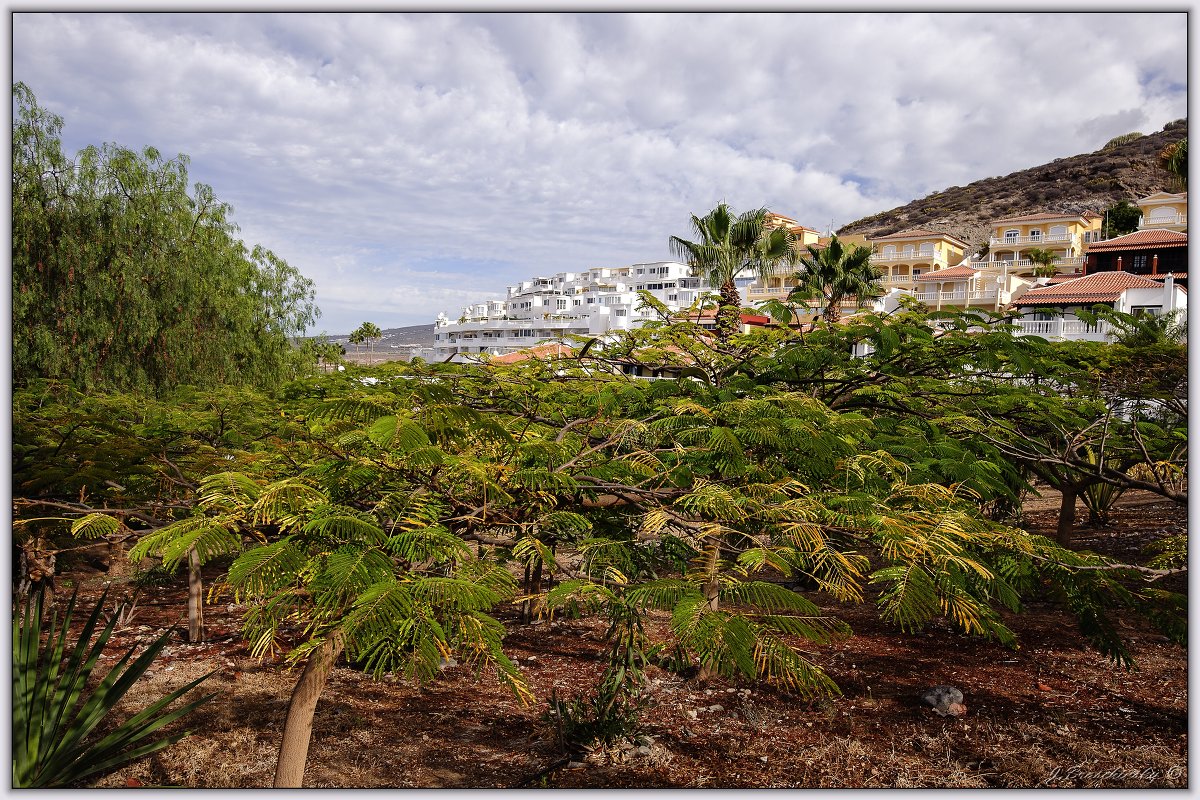 Tenerife, Costa Adeje. - Jossif Braschinsky