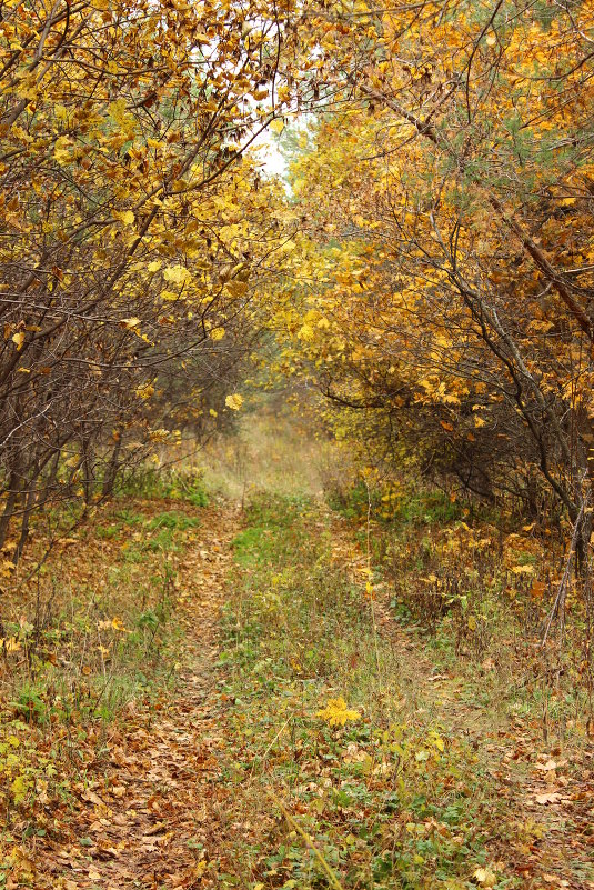 Осенний лес - Kate Knyazeva