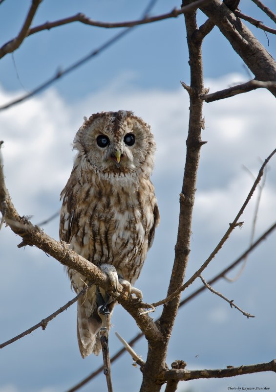 an owl - Станислав Князев