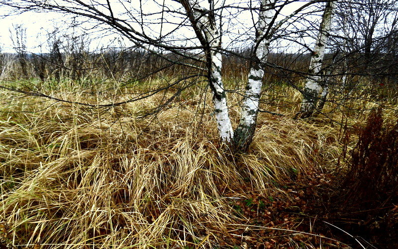 ...очень осенняя осень!...:))) - Ира Егорова :)))