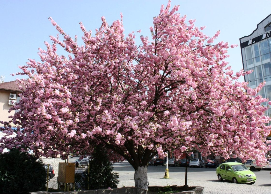 Sakura - Яна Гоголь