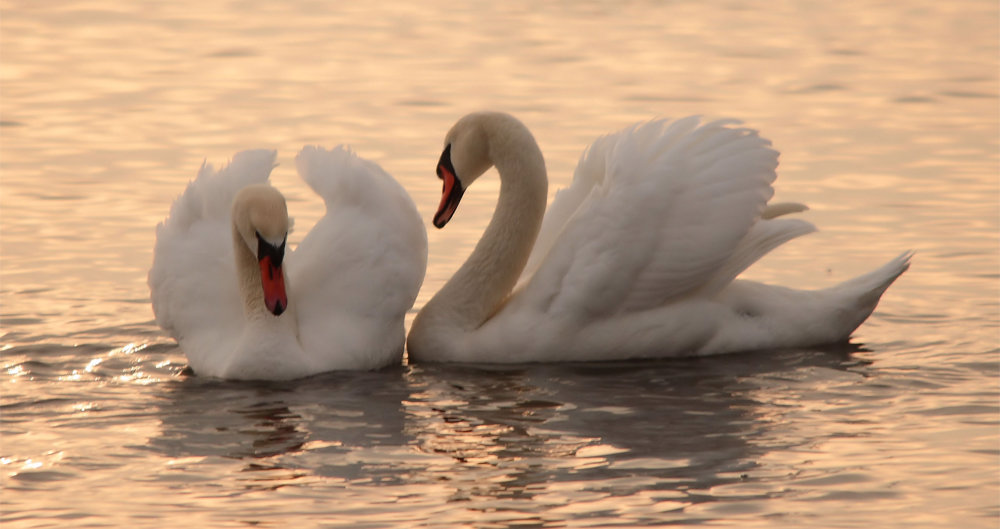 Фотообои: Животные, птицы: Лебеди на закате