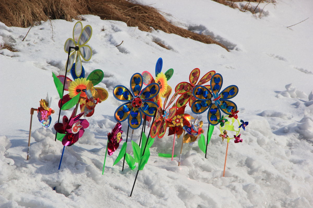 Цветы на снегу - Андрей Рыков