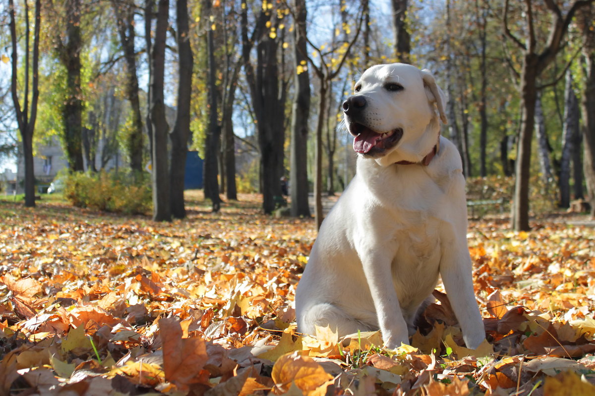 my dog - liudmila c