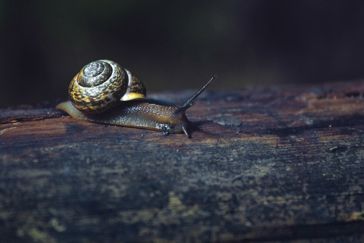 snail - Паша Иванов