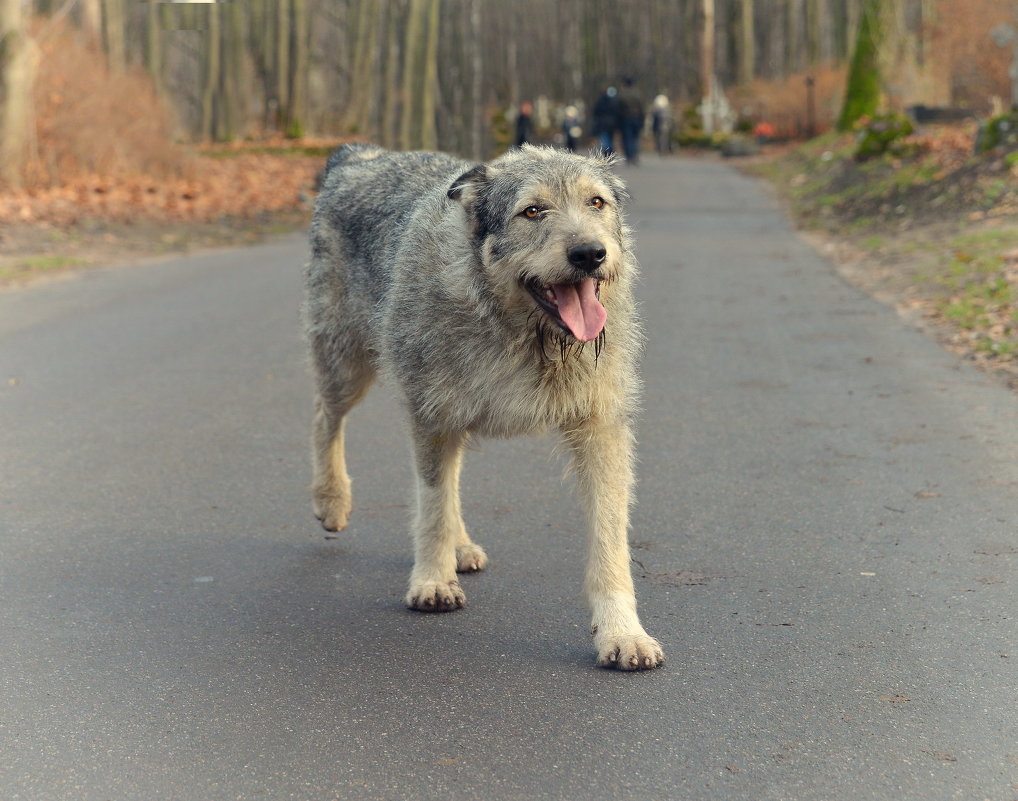 собака,которая гуляет сама по себе - равил митюков