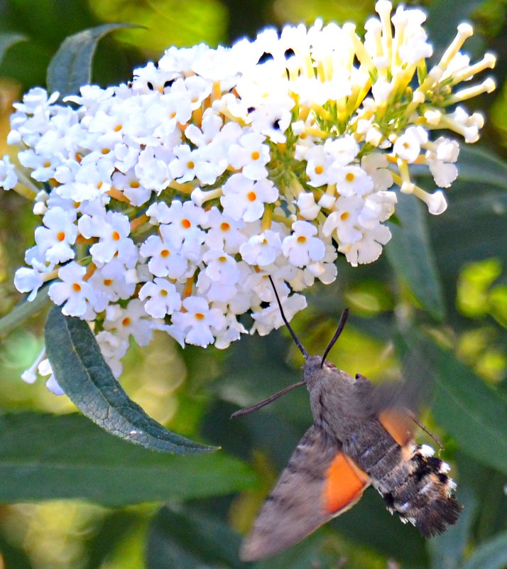 "Непонятное насекомое"  -   Macroglossum stellatarum - kolibrievlinder, - Александр NIK-UZ