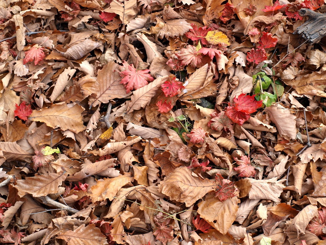 Осенние листья - Юрий 