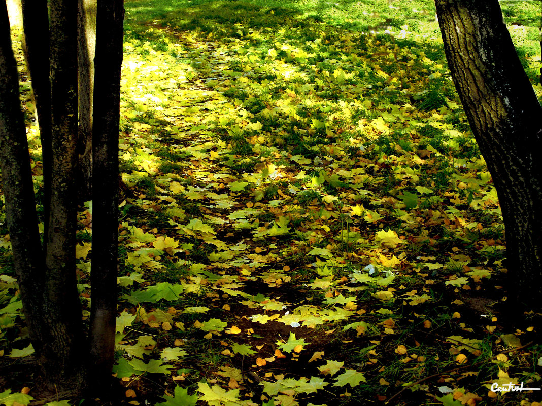 Листья, листья.... - Юрий 