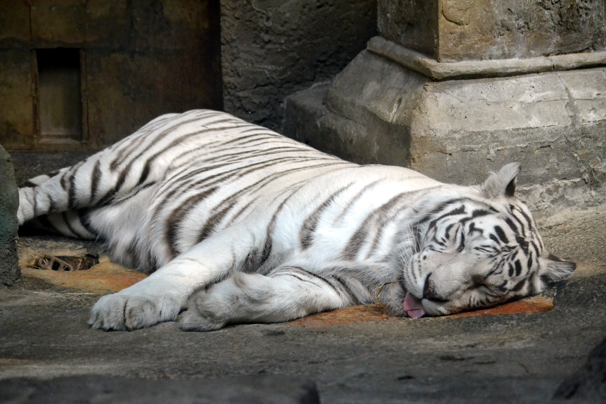 Белый тигр в отключке - Борис Русаков