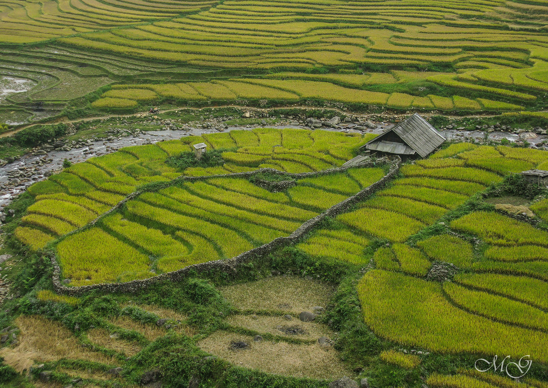 Rice fields - Max 