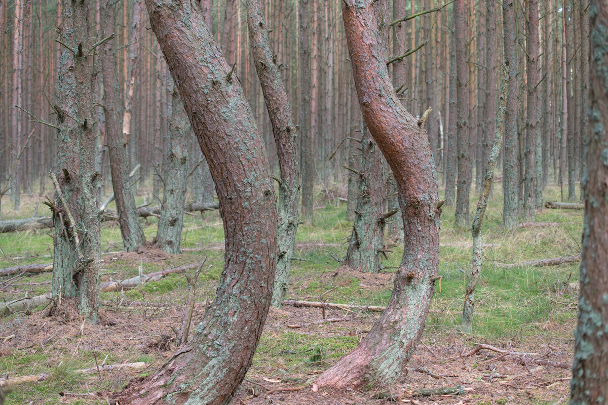 Танцующий лес - Александр Котельников
