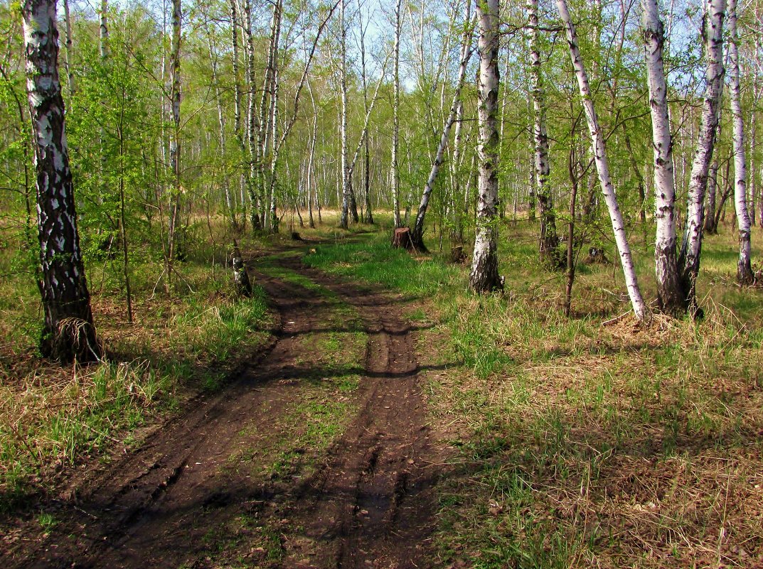 Проселок весной. - Анатолий Анищик