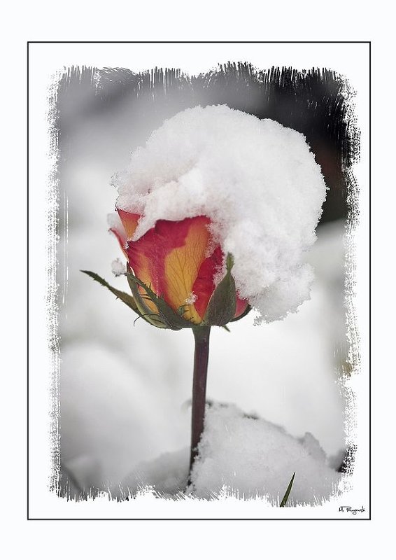 Цветок зимы - markfoto 
