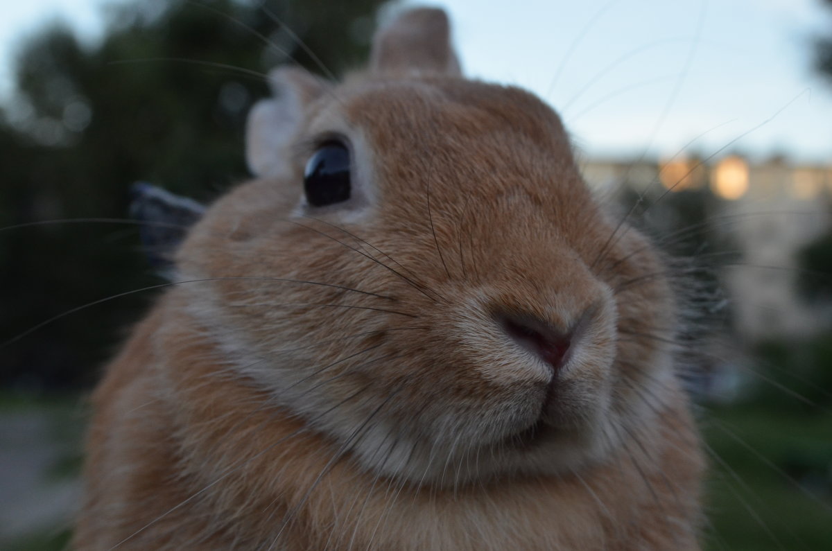 Кролик - Анатолий 
