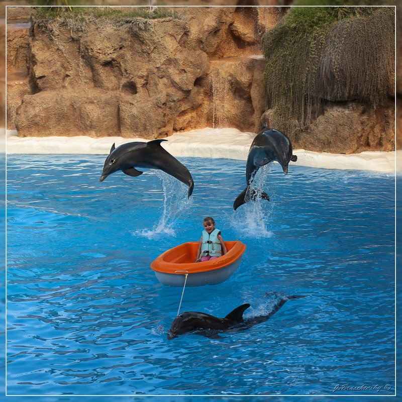 Loro Parque, Tenerife - Jossif Braschinsky