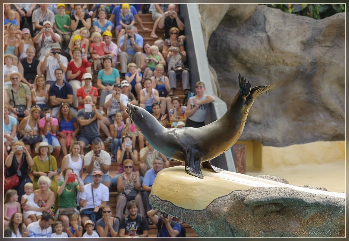 Loro Parque, Tenerife - Jossif Braschinsky