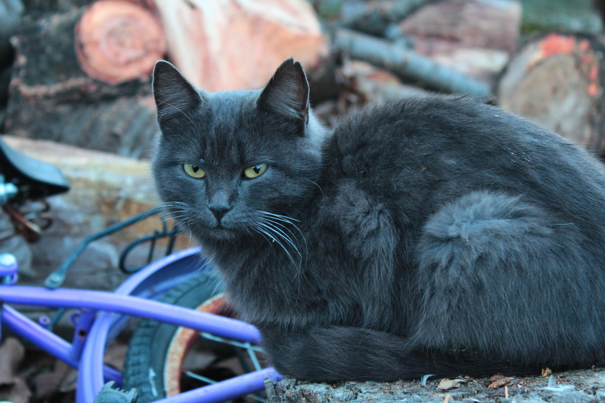 осенний кот - Игорь Войчалис