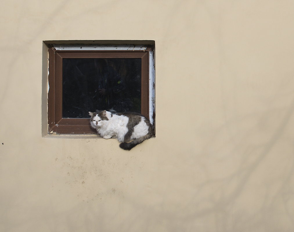 кот в квадрате.. - Марина Волкова