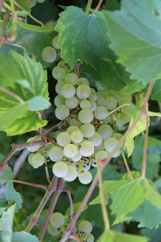 Гроздь винограда - Lesya 