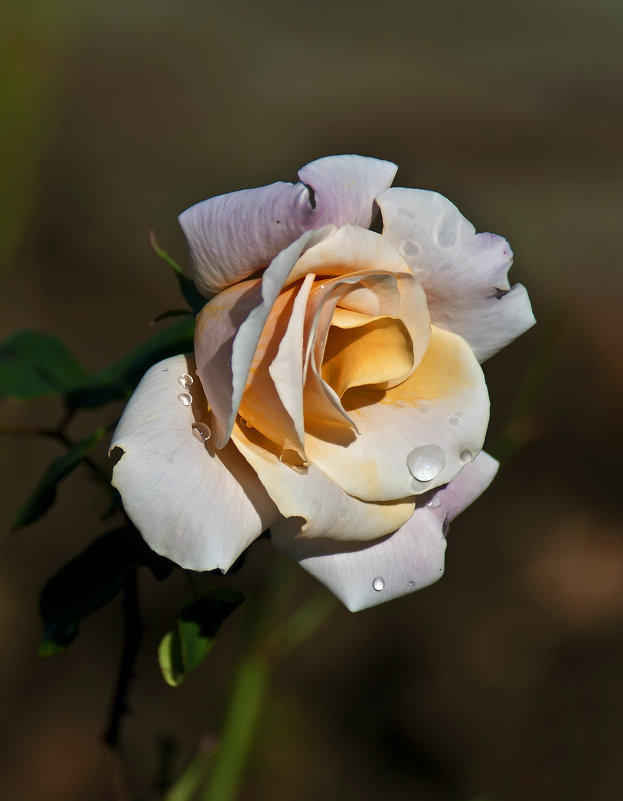 роза в ноябре - Александр Земляной