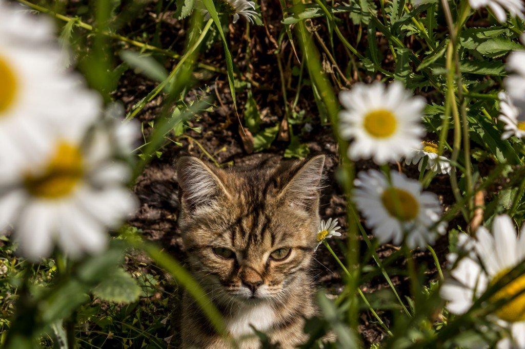 в ромашках кошка - Роман Гмырин