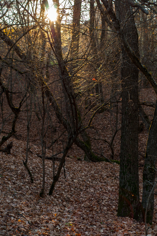 Закат в лесу - Sergey Ivankov