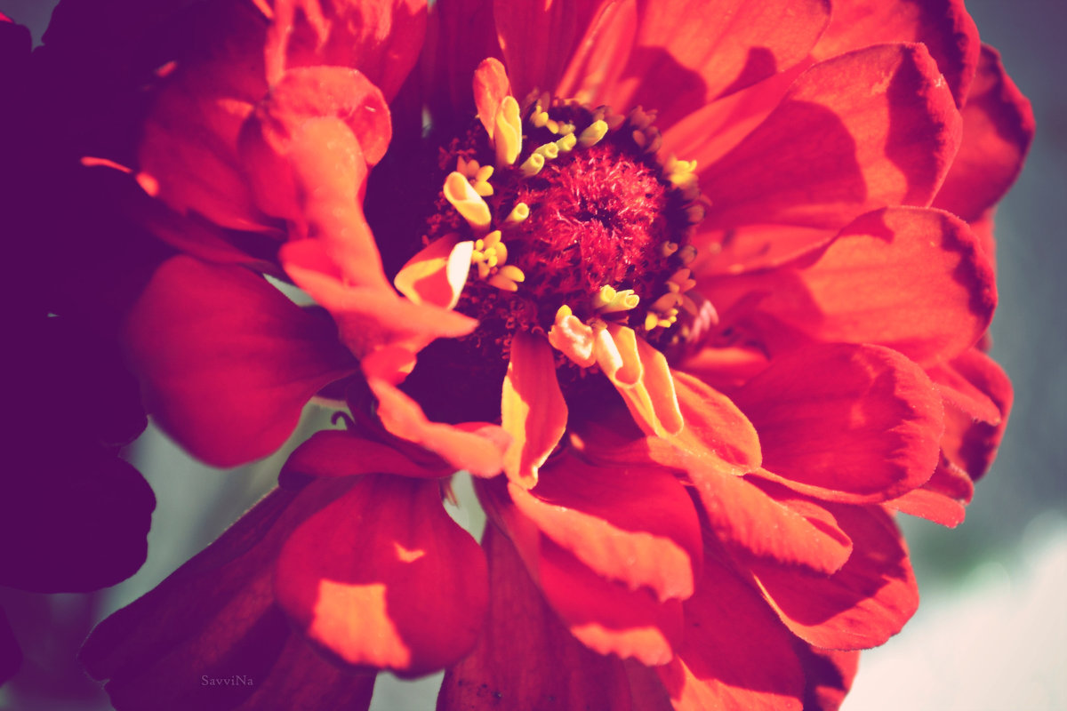 &quot;Красный цветок&quot; - Наталья Саввина