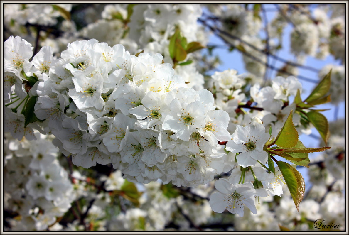 kollektion Wuppertaler Blüten - lora )))