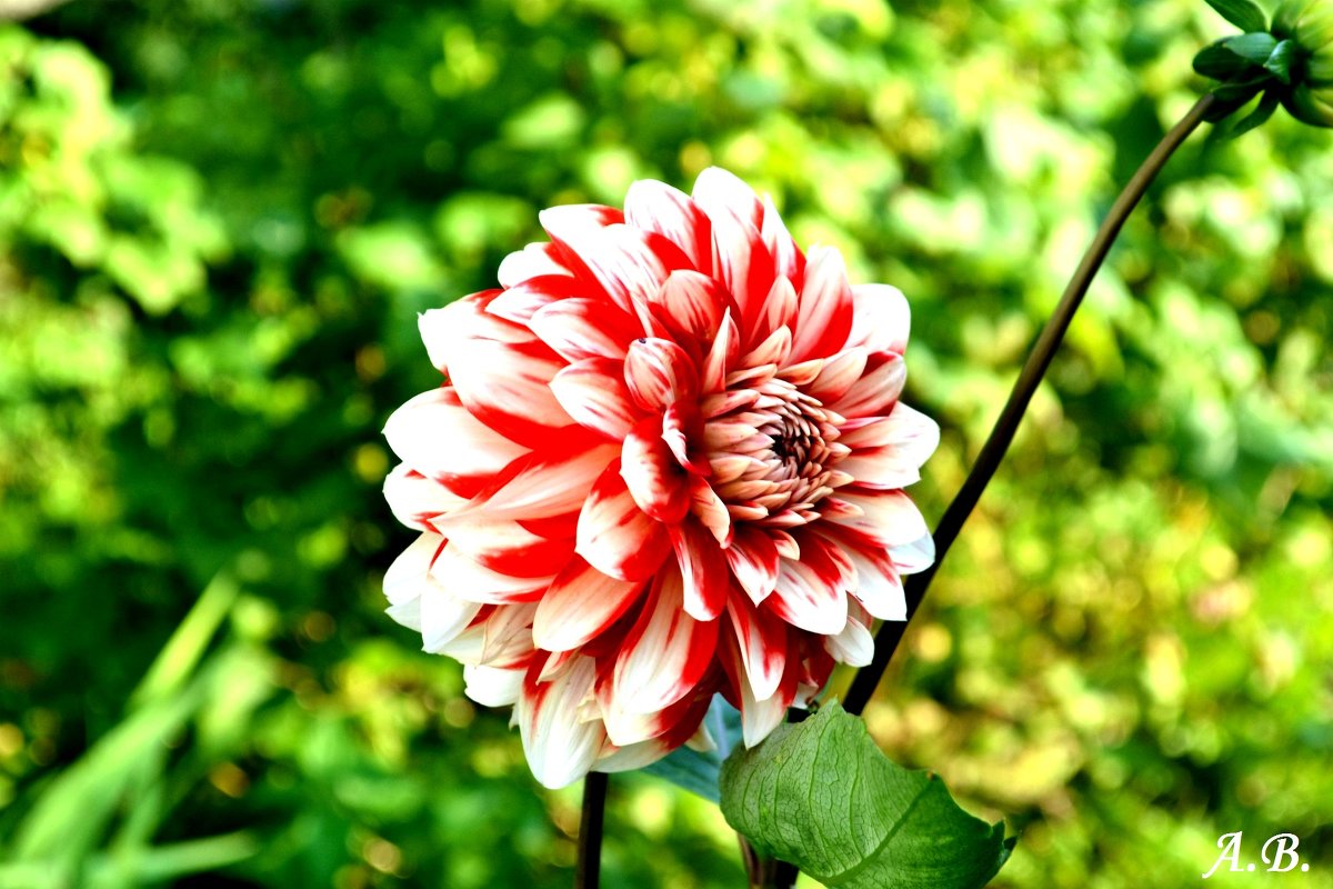 Цветок - Анастасия Высоцкая