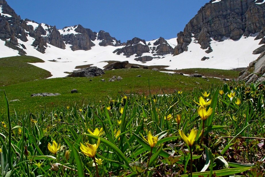 ПОЛЯНА С КАМУШКАМИ, (ВПЕРЕДИ). - Виктор Осипчук