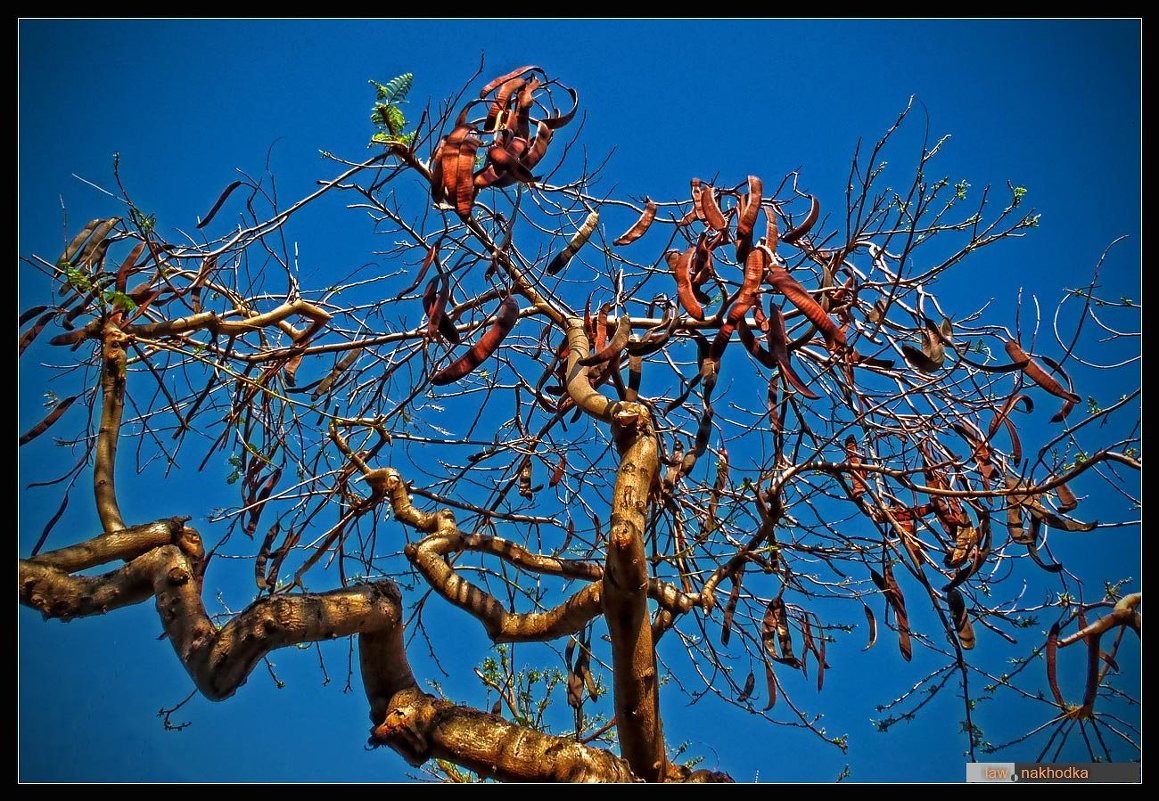 Стручковое дерево - Boris Khershberg