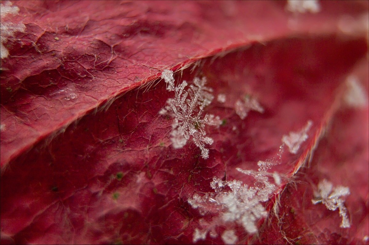 Снежинка на кленовом листике - Boris Khershberg