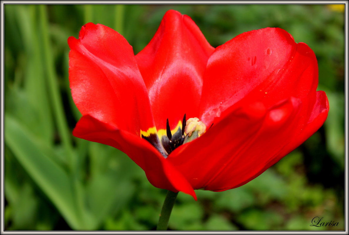 kollektion Wuppertaler Blüten - lora )))