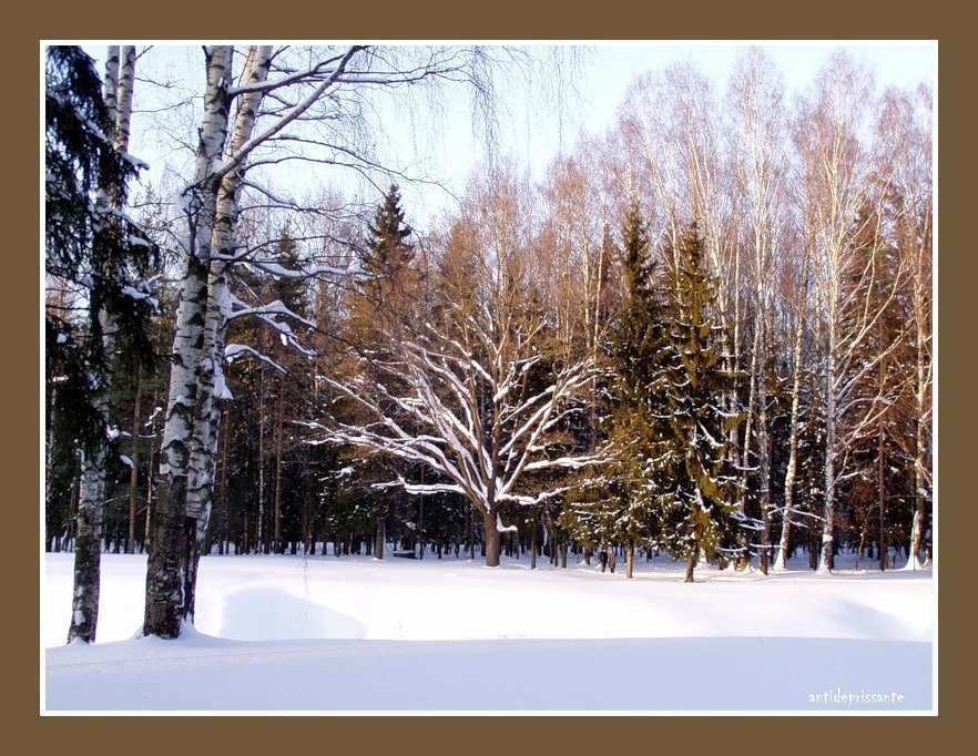 Зимний лес - vadim 
