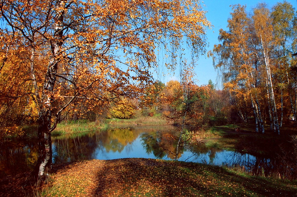 Осень в Ботаническом саду. - Николай Кондаков
