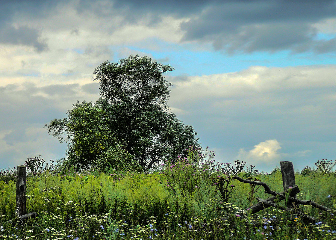 пейзаж с деревом - павел бритшев 