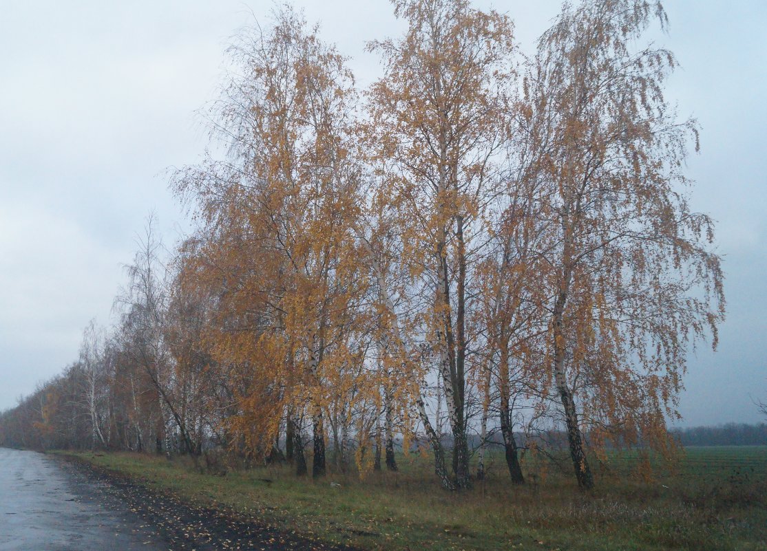 Осень,мгла,берёзы - Александра 