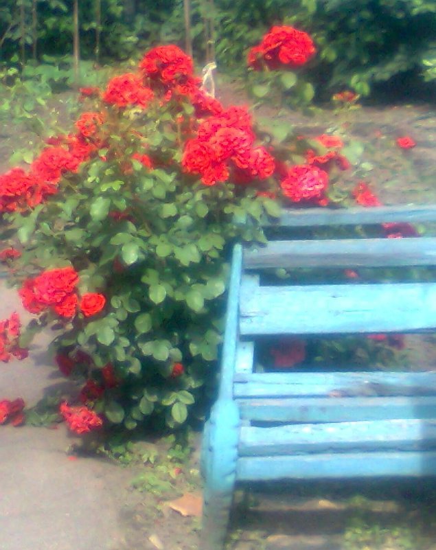 куст розы - Дарья Неживая