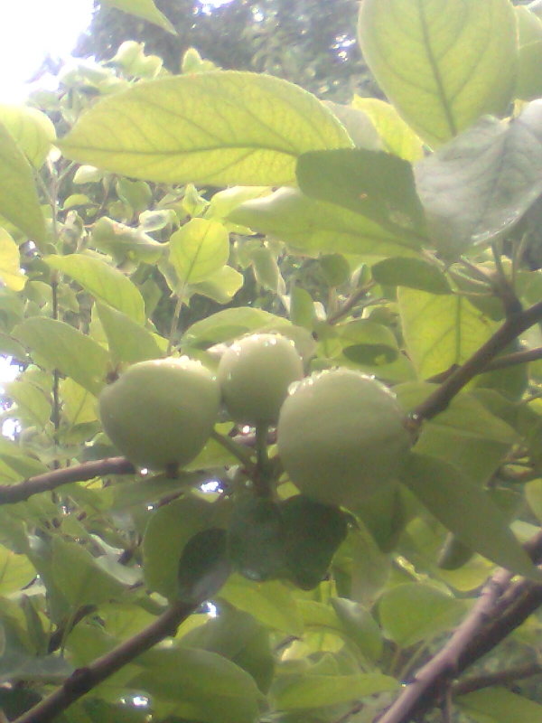 зелёные яблоки - Дарья Неживая