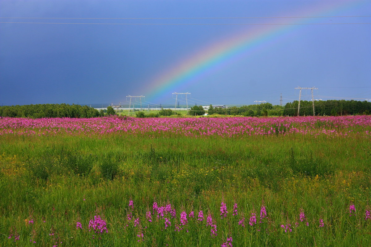 Цветущее поле и радуга. - Наталья Юрова