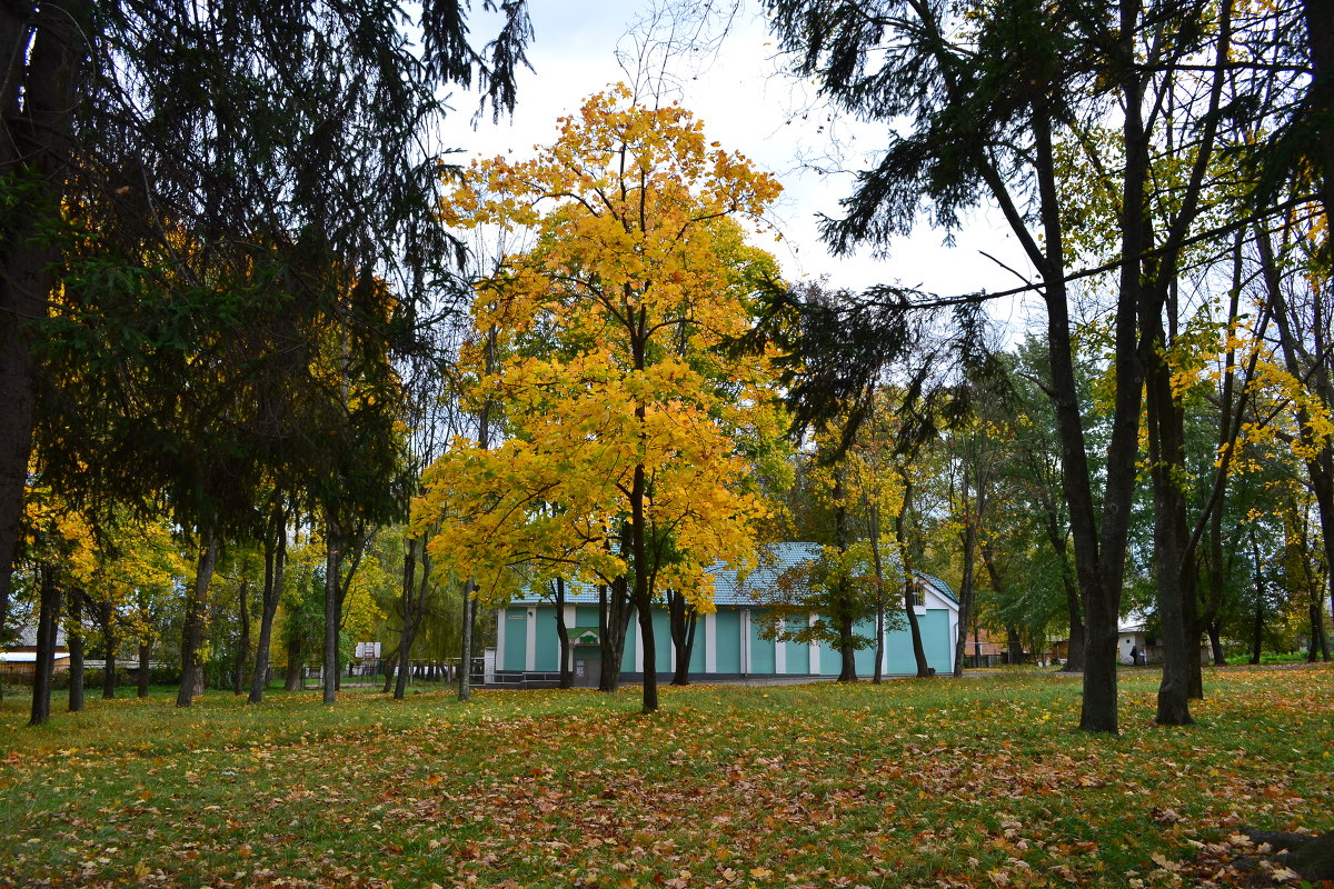 Осень, золотая - Alexey Litvin