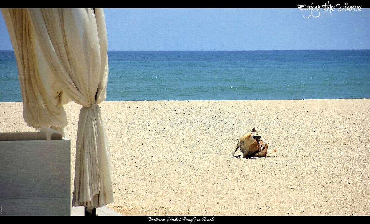 Enjoy The Silence! (Наслаждайся тишиной!) - Dimсophoto ©