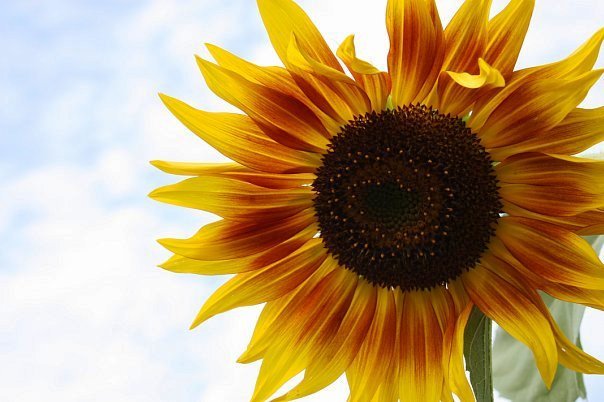 Солнечный цветок - Яна Гоголь