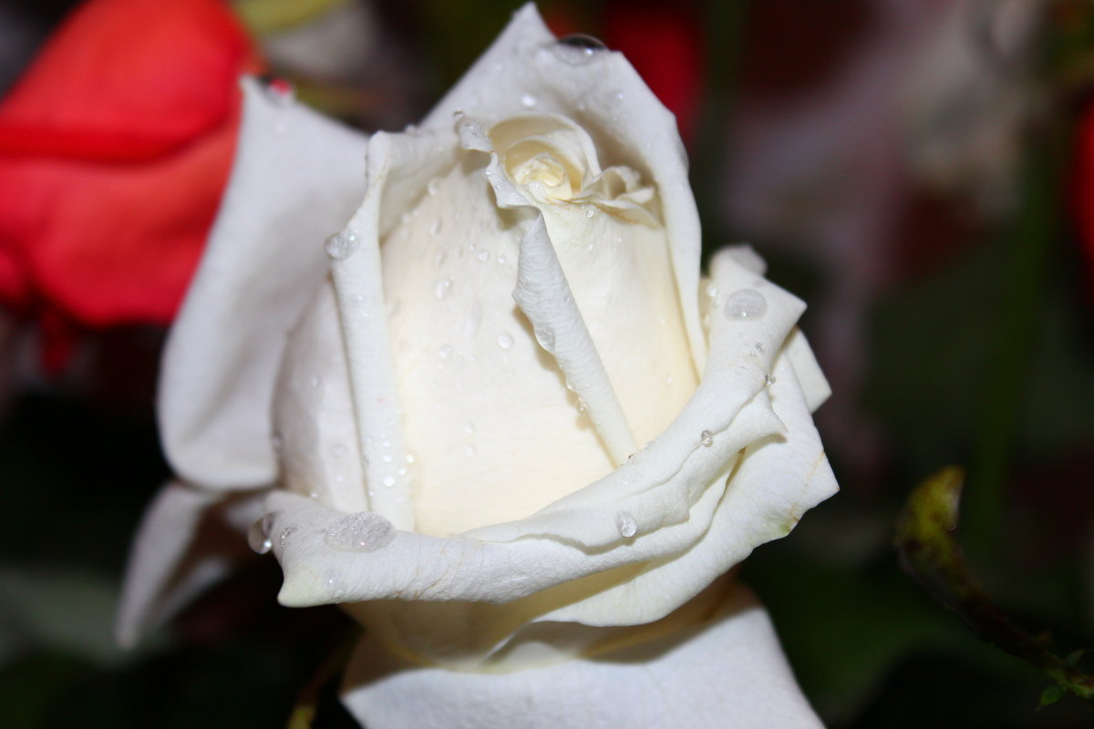 белая роза - Светуля Тонких