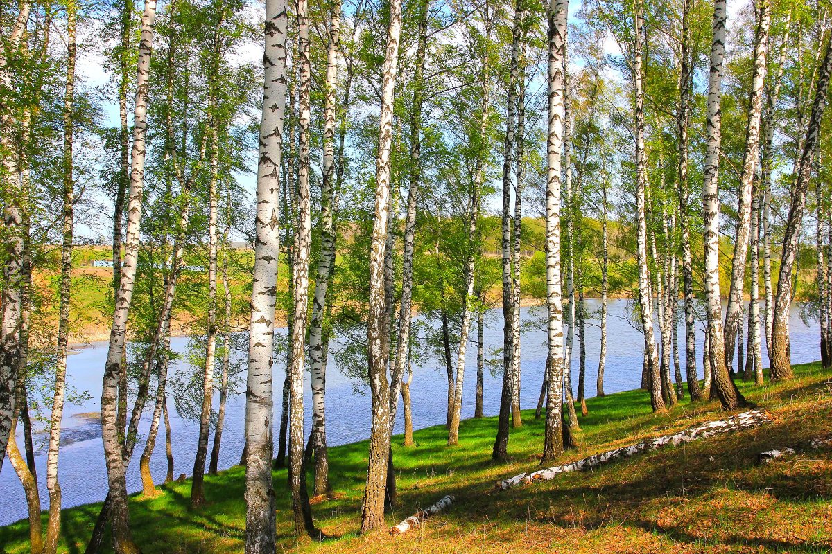 На переднем плане изображена березовая роща