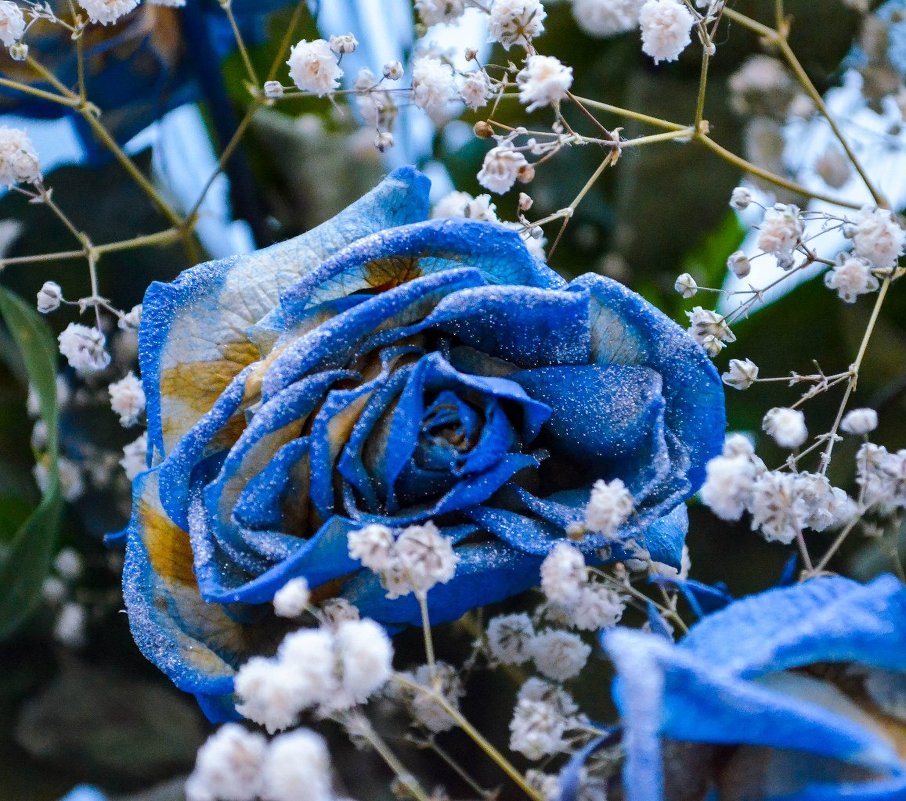 Голубая роза - Виктор Чебоксаров