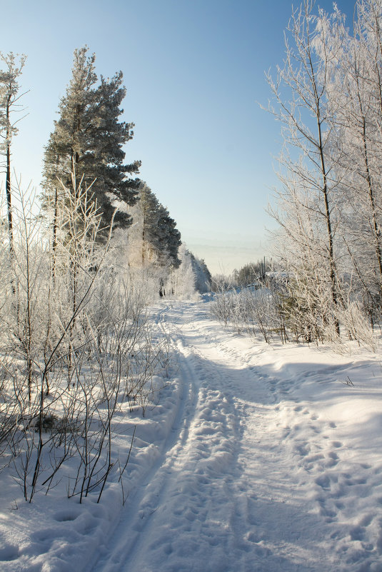 Тропа с лыжней в лесу - Юрий Груздев