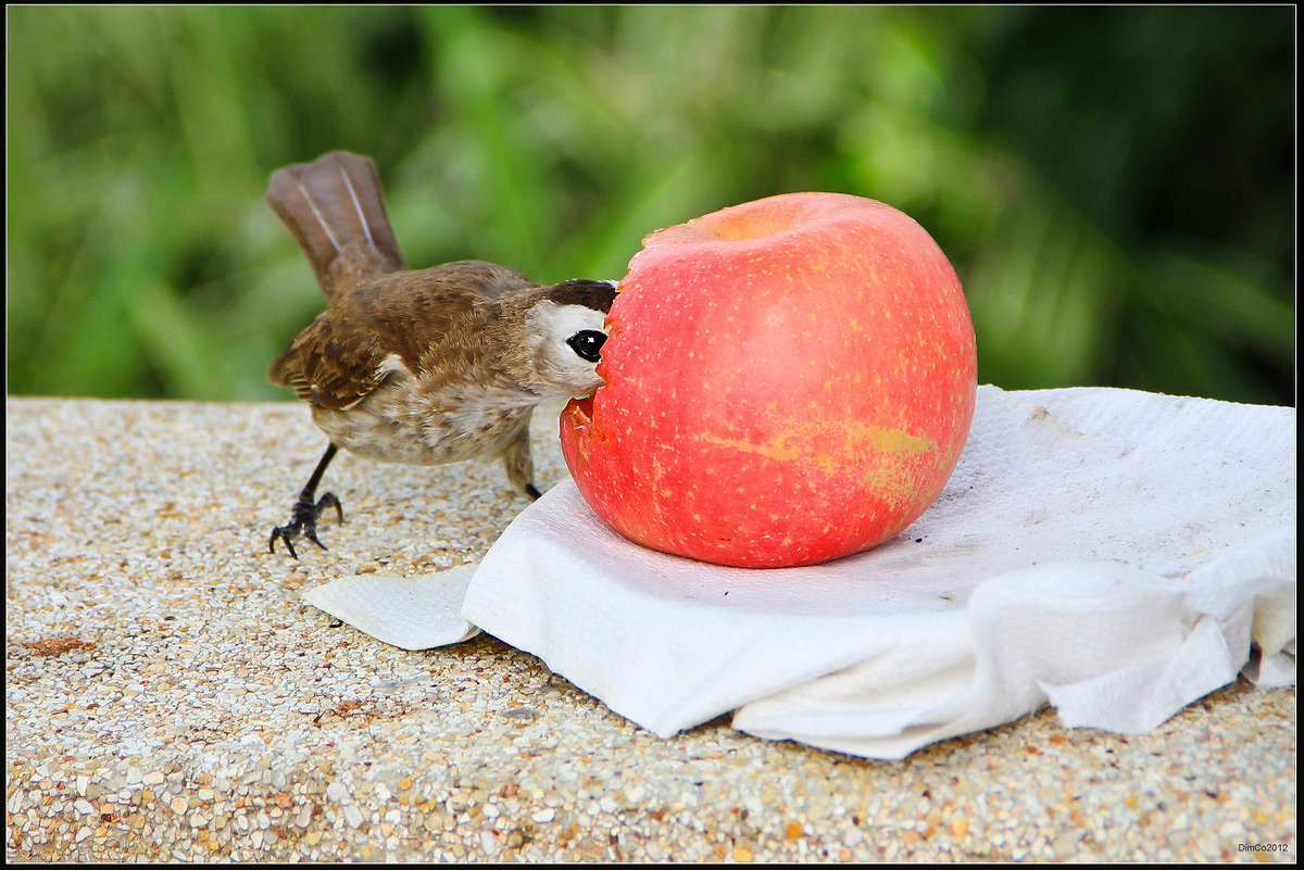 Большое красное яблоко - Dimсophoto ©
